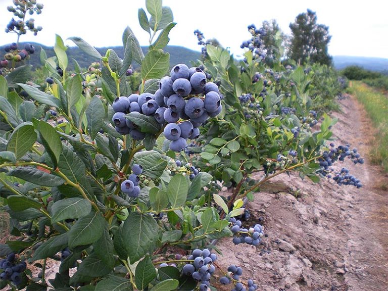 Blueberries Berries for Africa